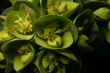 Euphorbia myrsinites RCP4-2013 243.JPG